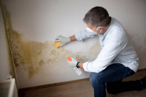 Best HVAC Mold Inspection and Cleaning  in Brighton, MI