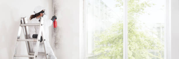 Best Real Estate Mold Inspection  in Brighton, MI