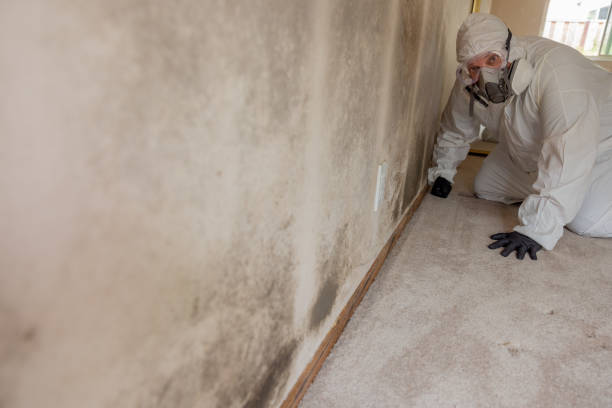 Best Crawl Space Mold Remediation  in Brighton, MI